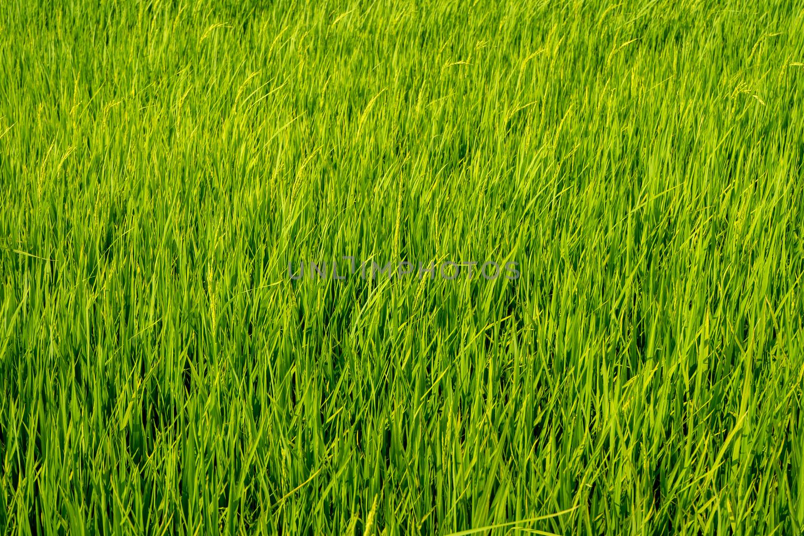 Paddy rice fields  by szefei
