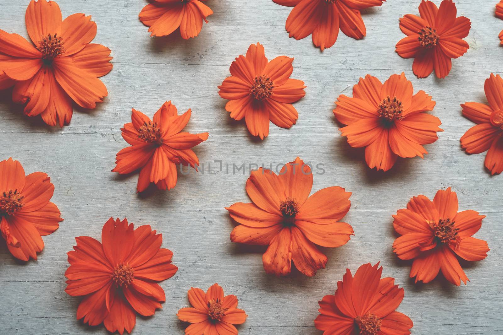 Orange cosmos flower wallpaper background.