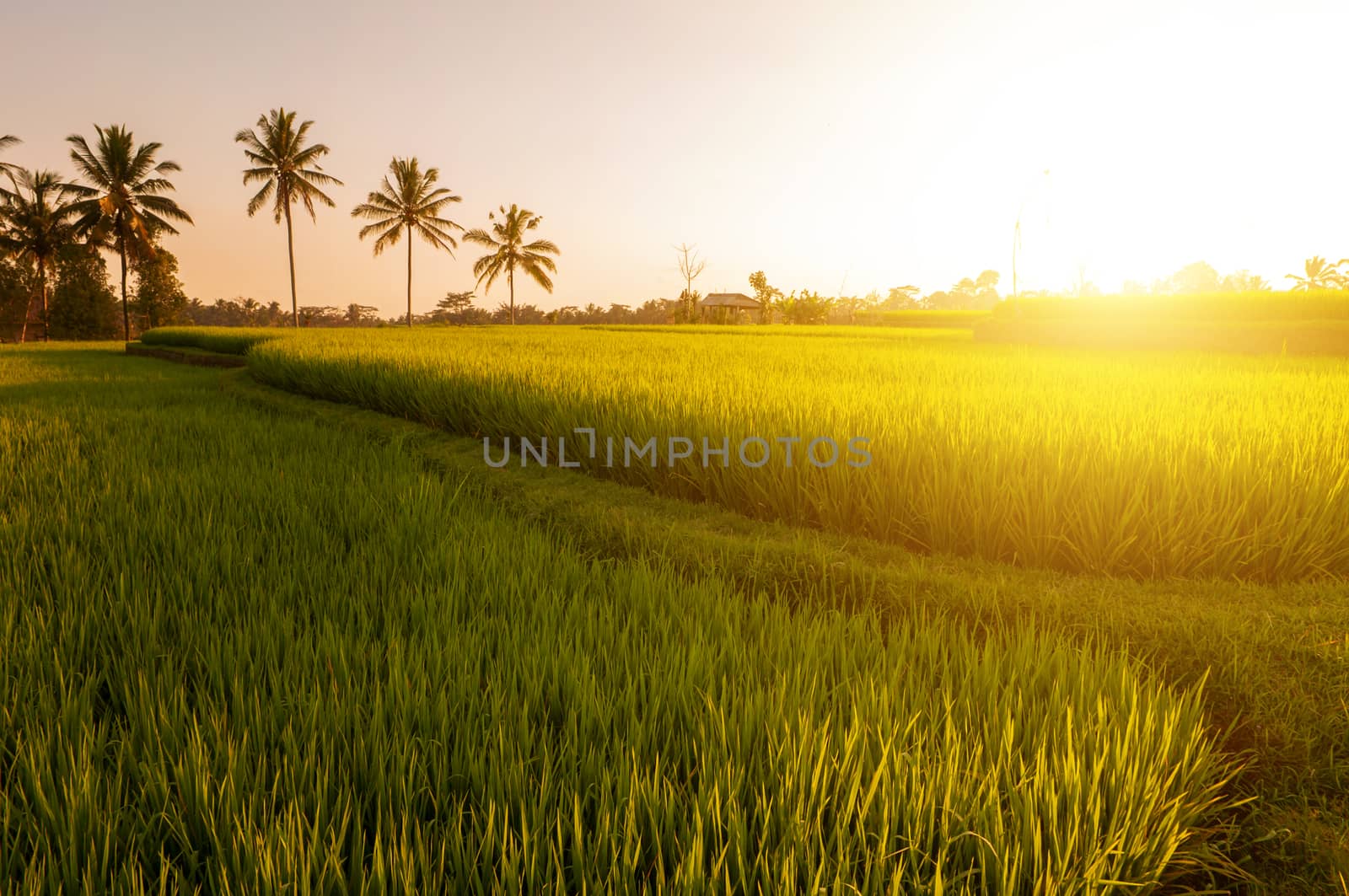 Paddy rice fields  by szefei