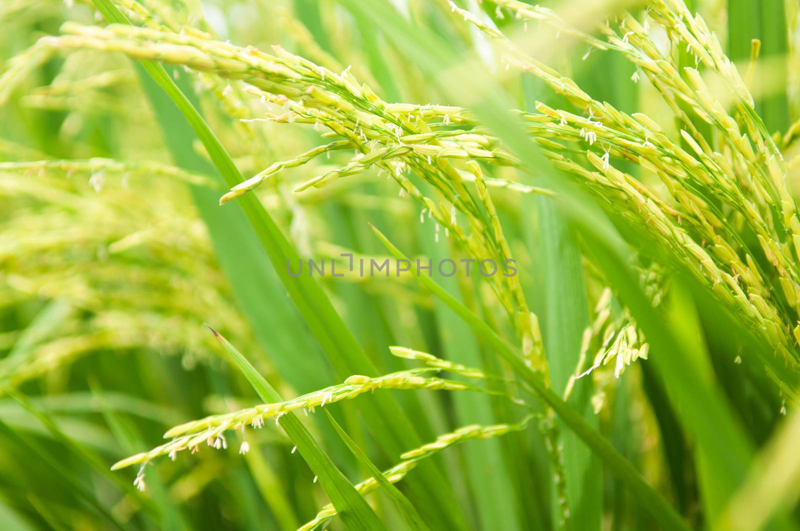 Close up paddy rice plant.