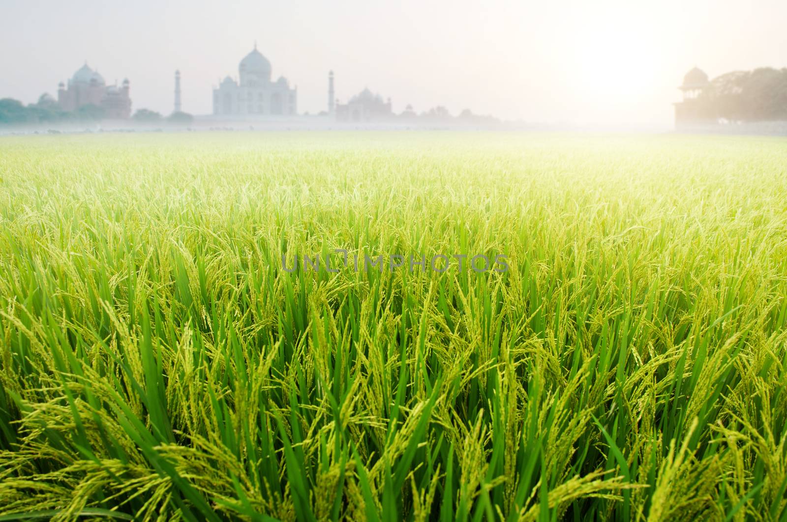 Paddy rice fields with Taj Mahal as background in sunrise.