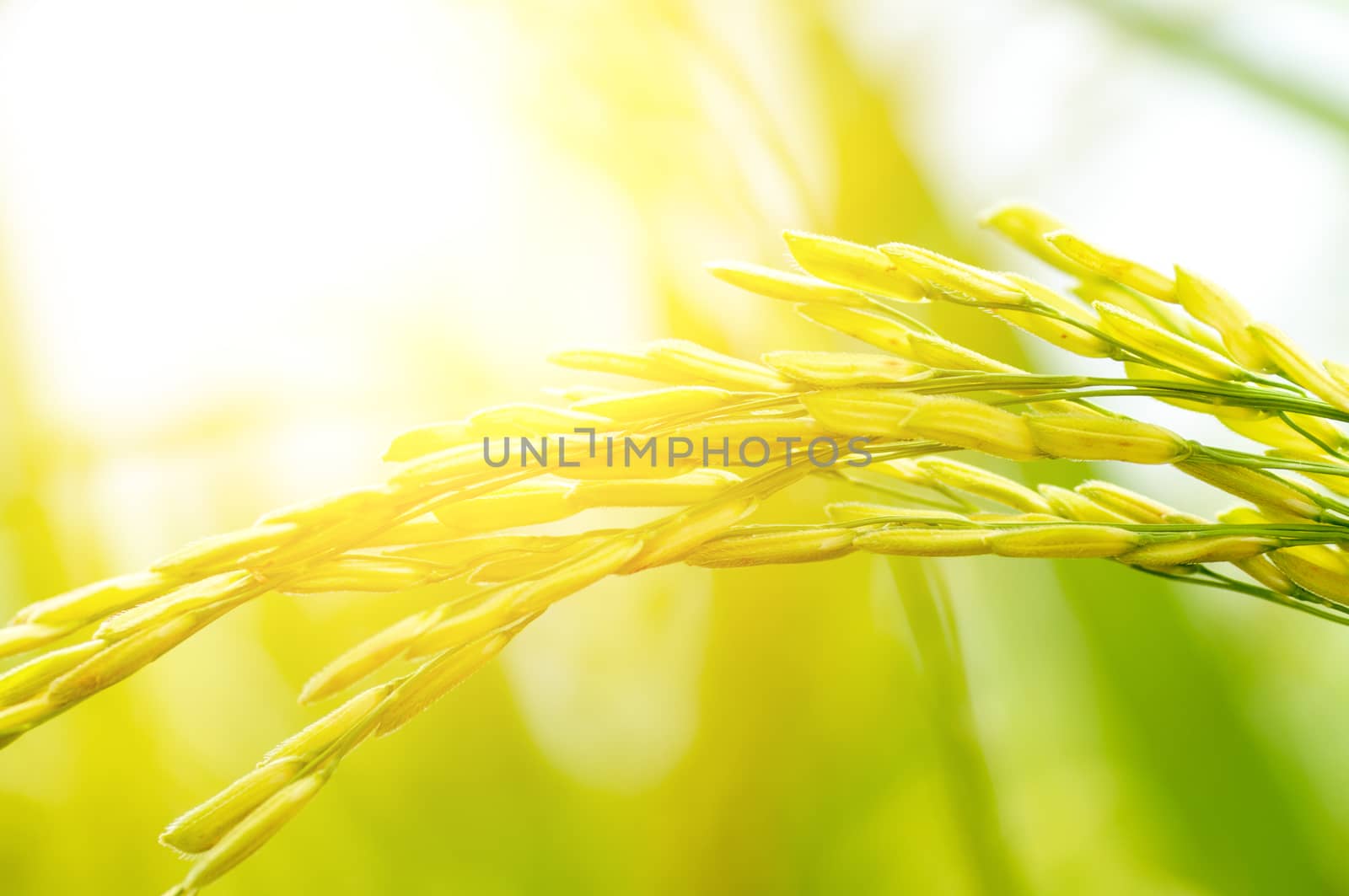 Close up paddy rice plant with sunset.