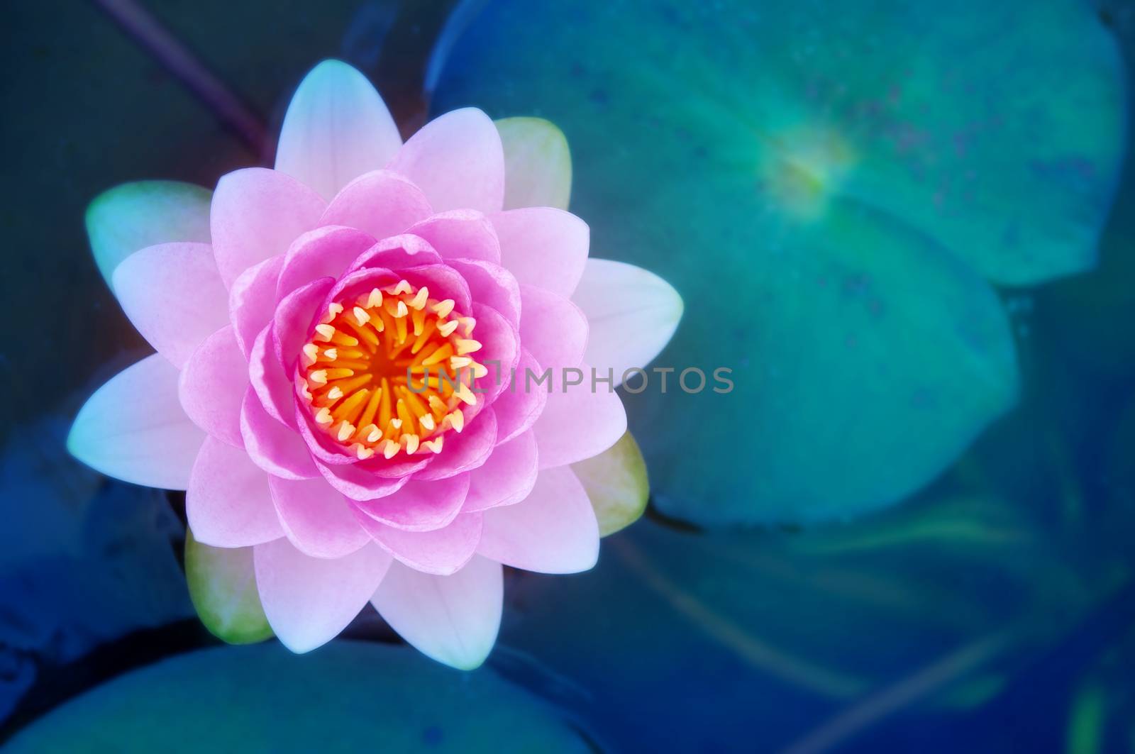 Beautiful pink lotus flower and leaves in pond. 