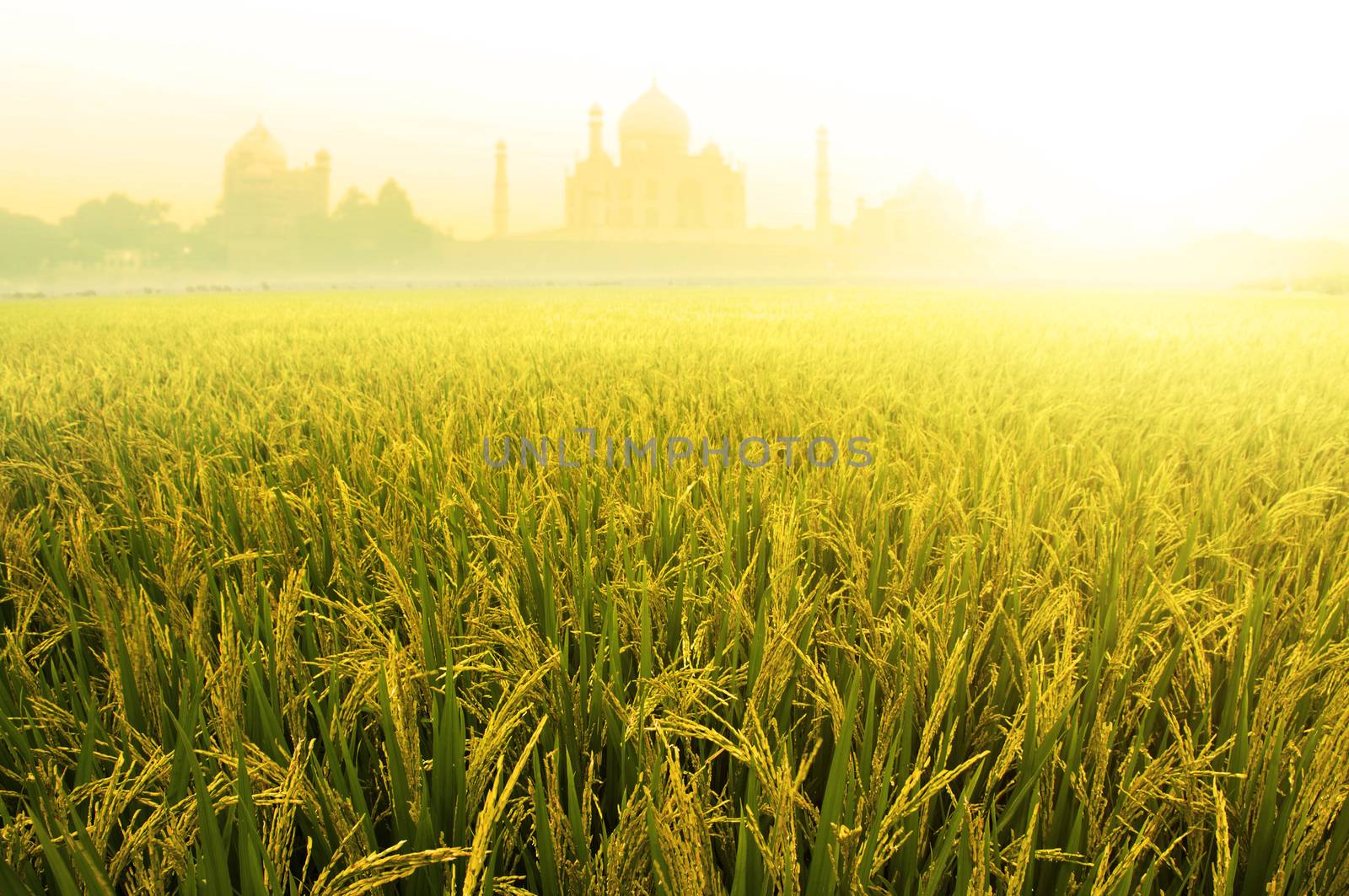 Paddy rice fields with Taj Mahal as background in sunrise.