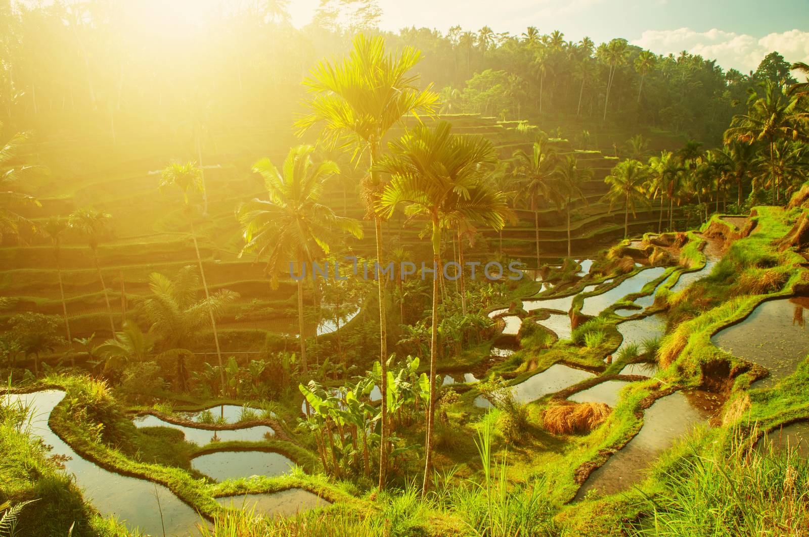 Terrace paddy rice fields in morning sunrise, Ubud, Bali, Indonesia 