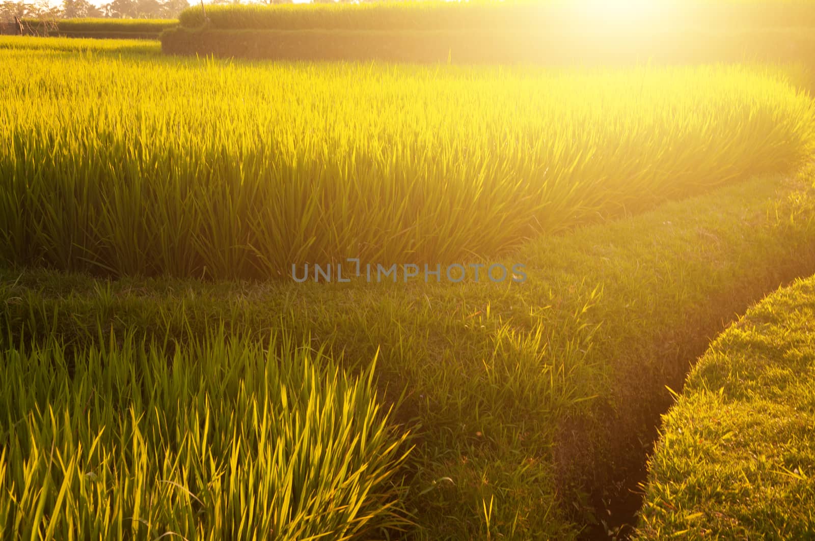 Terrace paddy rice fields in evening sunset, Bali, Indonesia. 