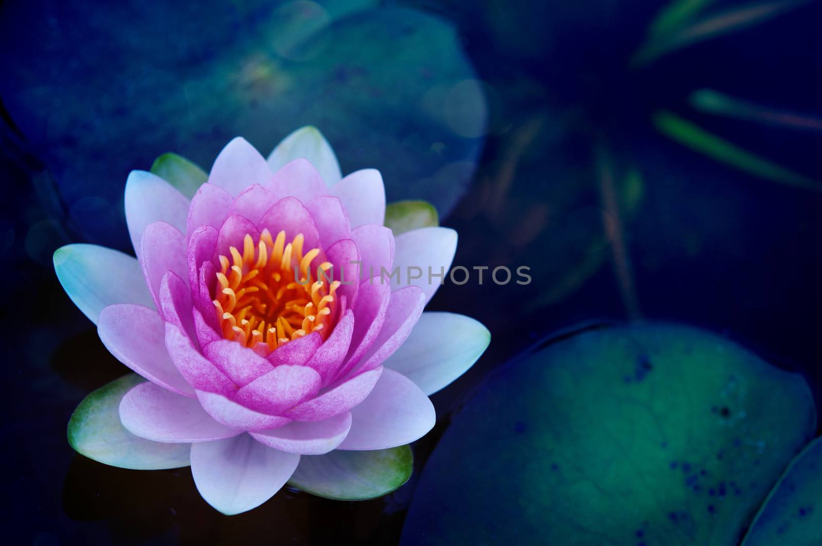 Pink lotus flower  by szefei