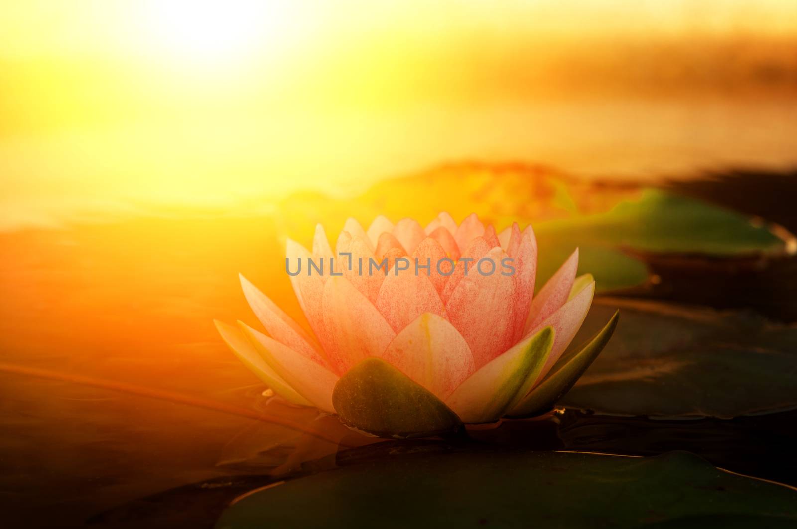 Beautiful pink lotus flower and leaves with sun light in pond. 