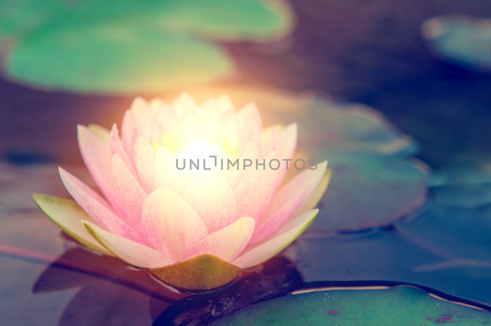 Beautiful pink lotus flower with light and leaves in pond. 