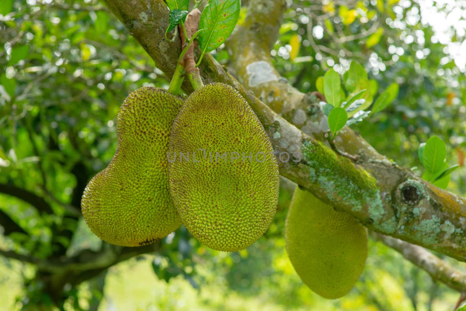 Jack fruits tree. by szefei