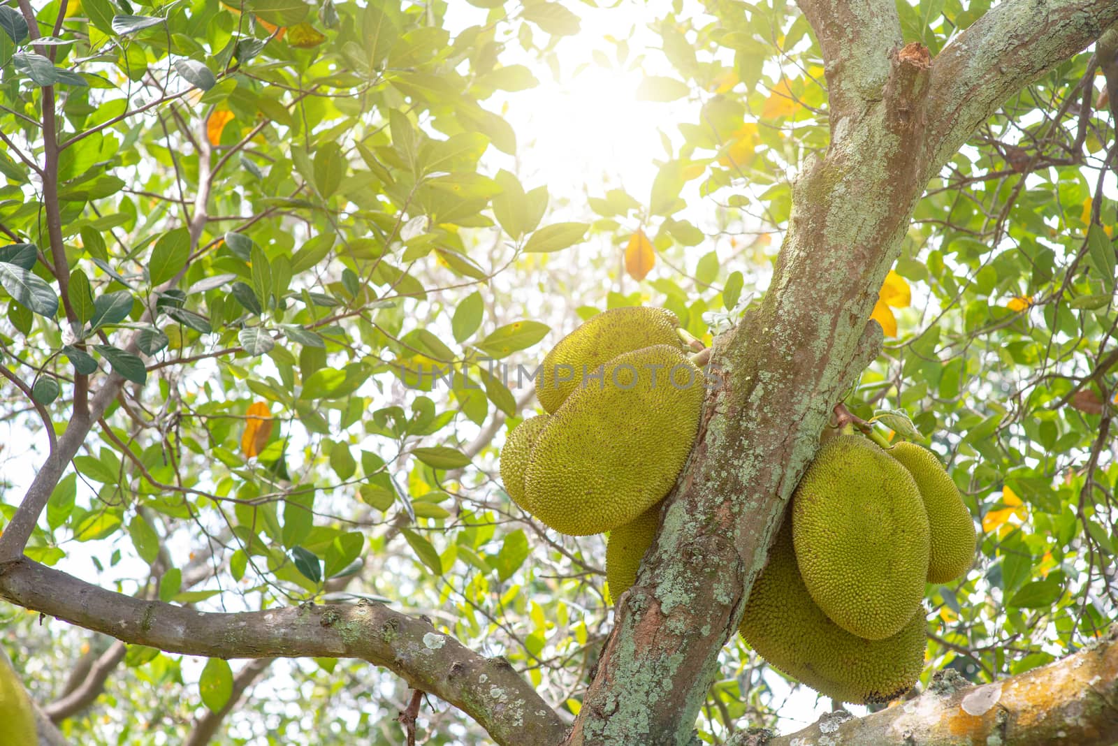 Jackfruit is hanging on the tree.