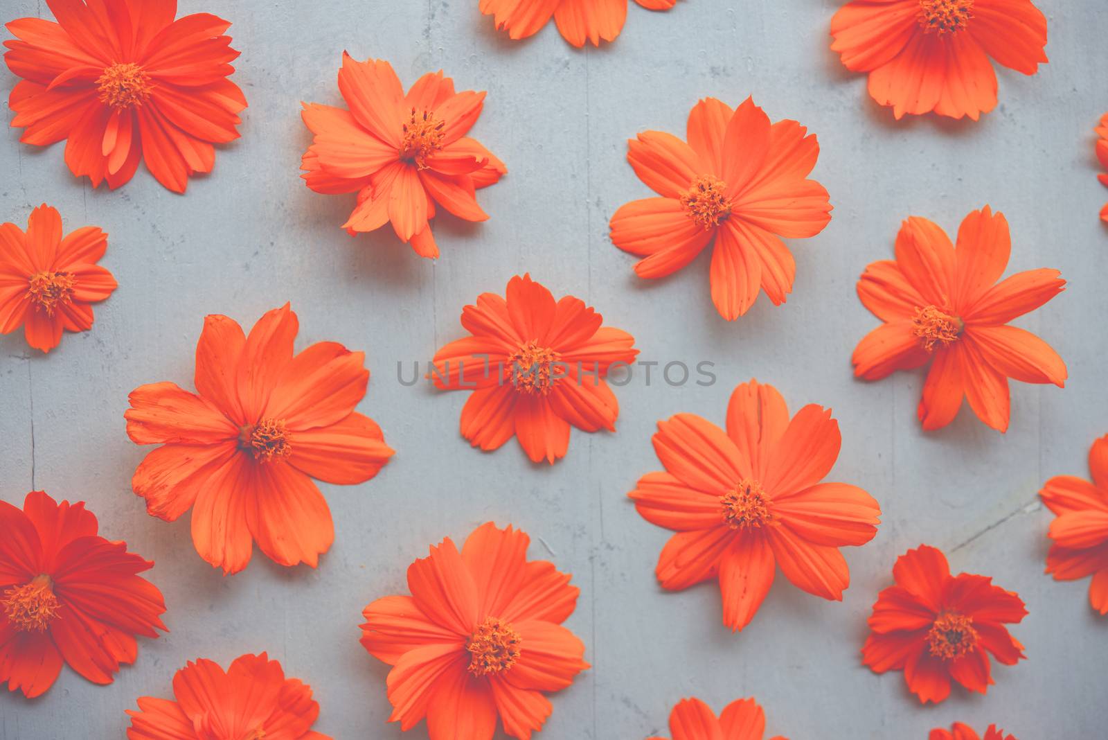 Orange cosmos flower  by szefei