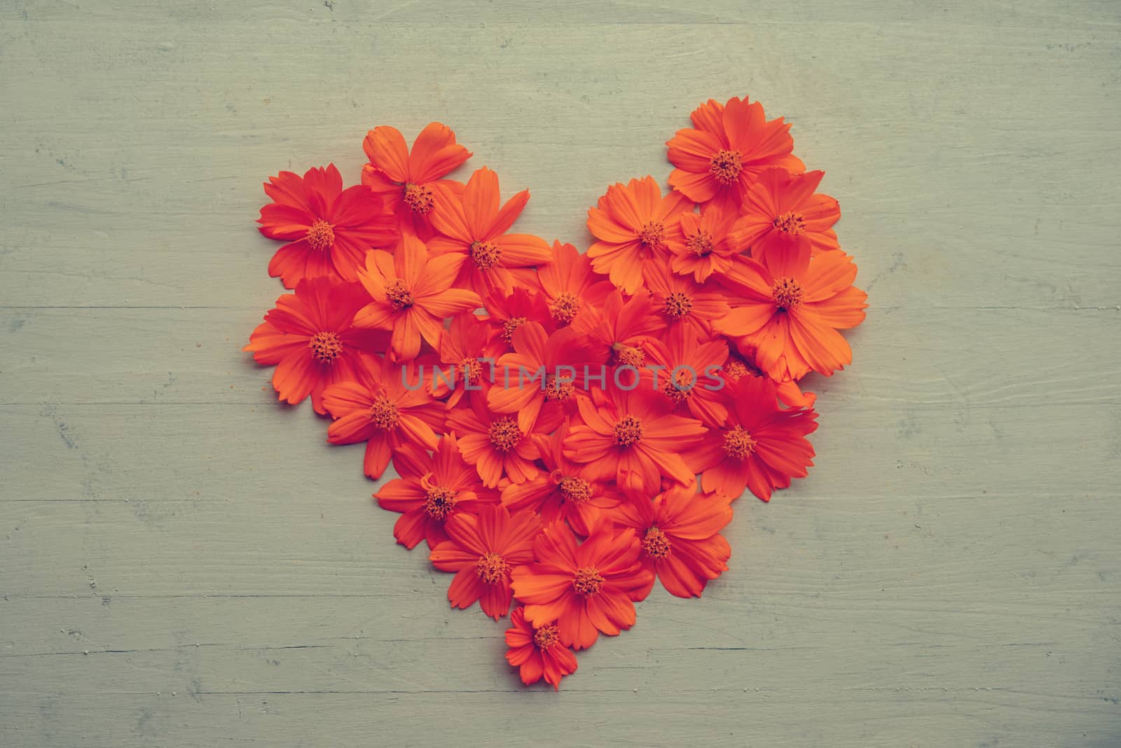 Orange cosmos flowers forming a heart shape on blue wooden background, de toned.