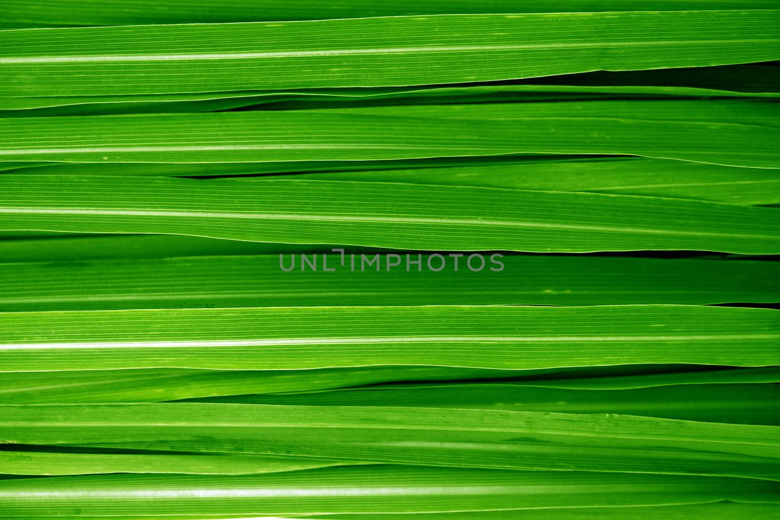 Fresh green lemongrass leaves background full frame.