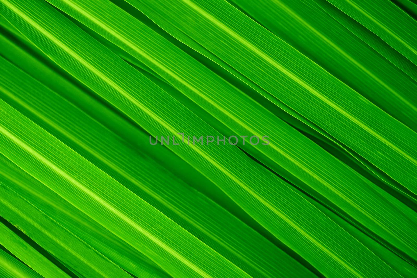 Fresh green lemongrass leaves background full frame.