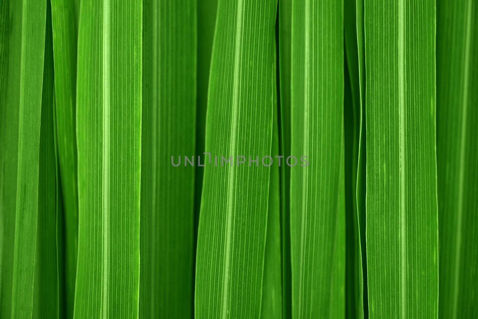 Fresh green lemongrass leaves background full frame.