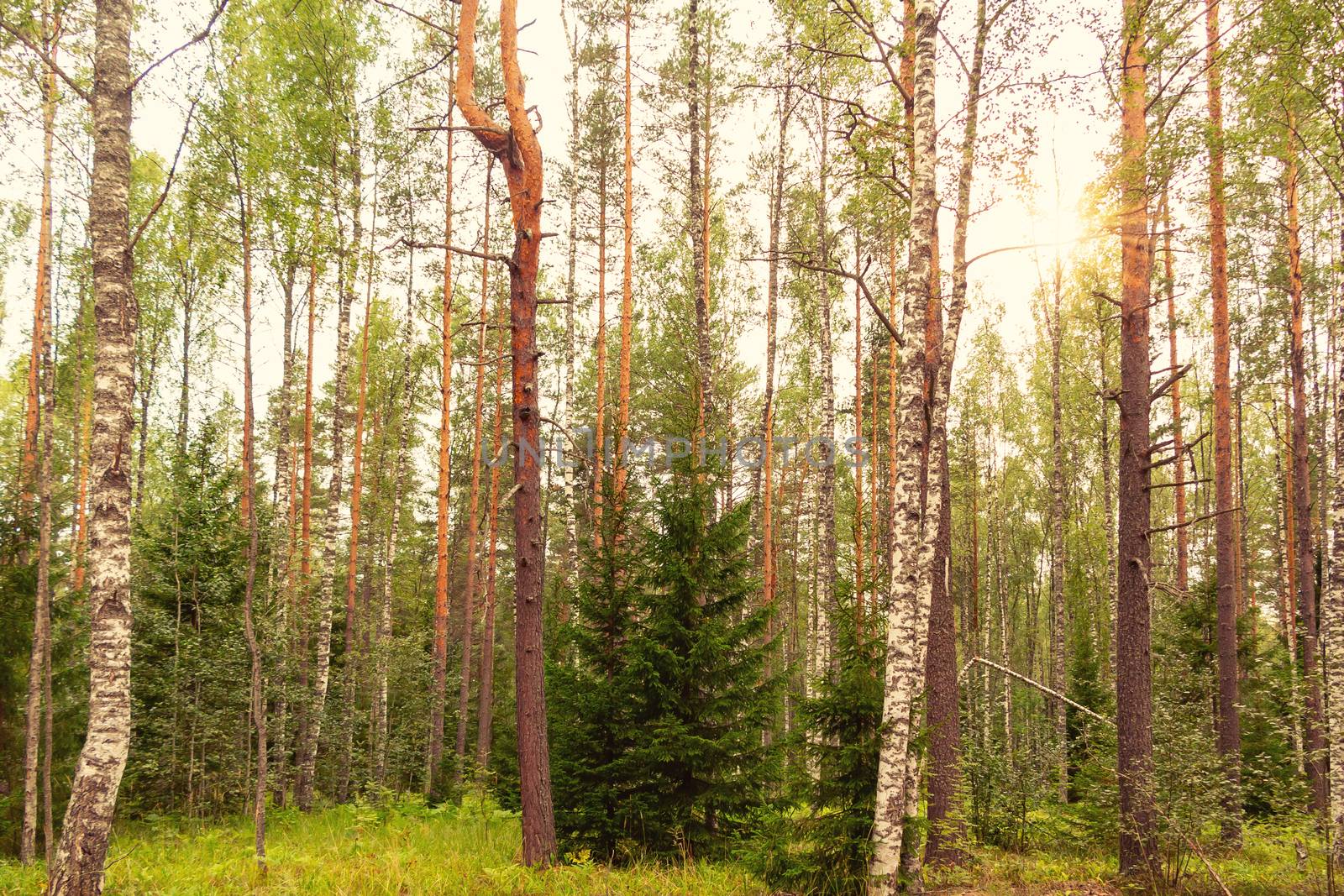 Beautiful mixed forest on a summer day.