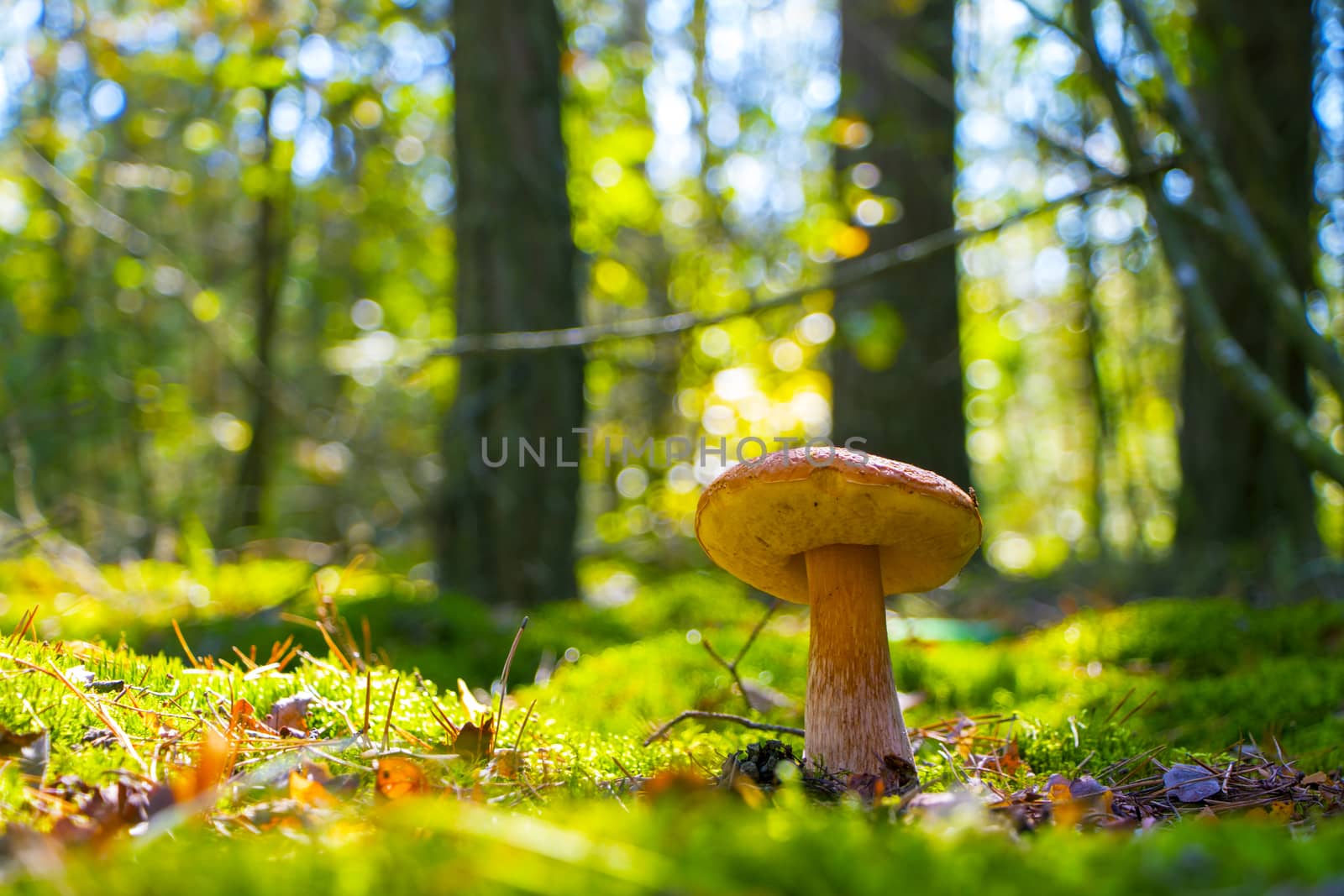 Large summer cep mushroom growing and shining in sun rays wood. Boletus grow in sunny forest. Beautiful edible autumn big raw bolete
