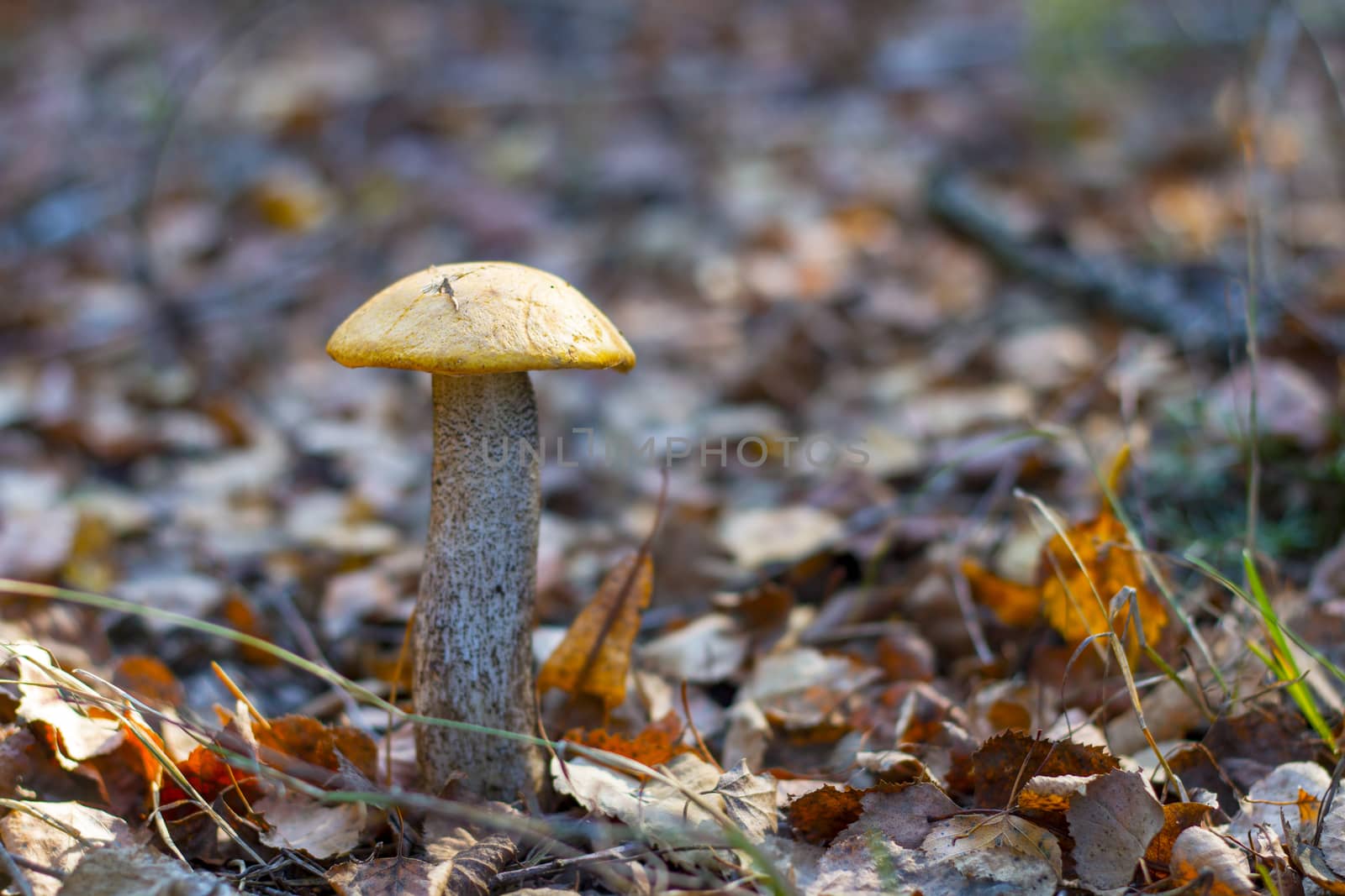 Leccinum mushroom growing in forest foliage. Orange cap boletus grow in wood. Beautiful edible autumn bolete