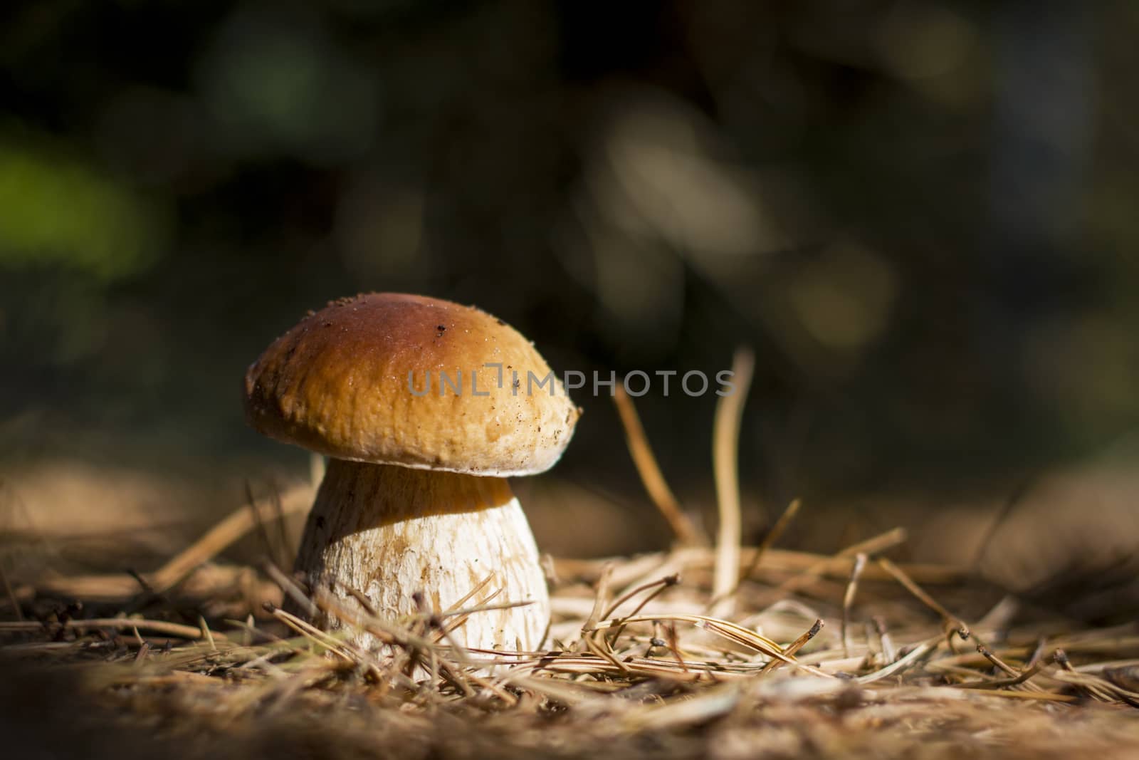 Cep mushroom shining in sun, dark forest on background. Boletus grow in darkness wood. Beautiful edible autumn big raw bolete