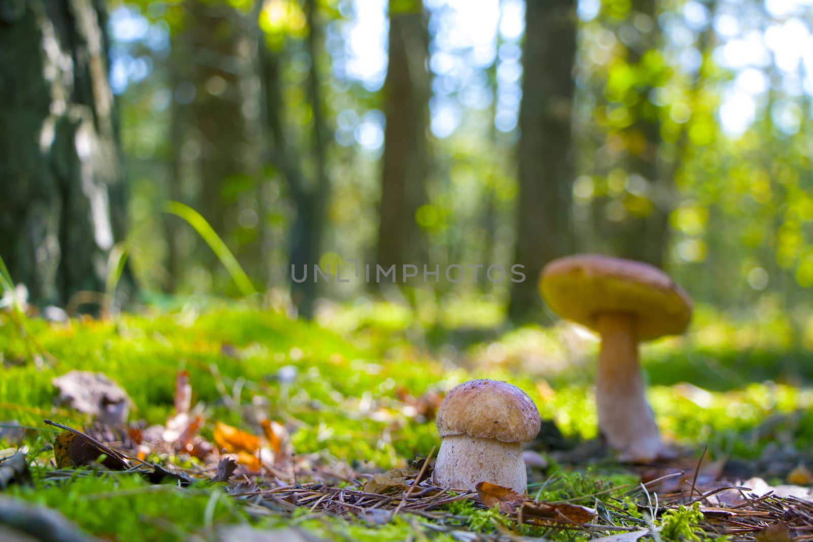 Small and large white ceps mushroom growing in sun rays forest. Boletus grow in sunny wood. Beautiful edible autumn big raw bolete