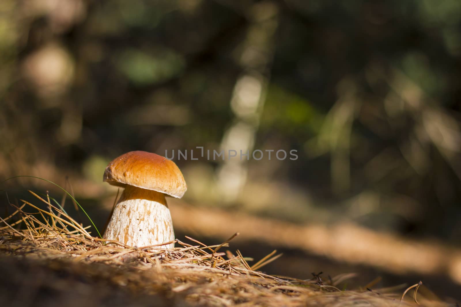 Cep mushroom growing and shining in sun rays, dark forest on background. Boletus grow in darkness wood. Beautiful edible autumn big raw bolete