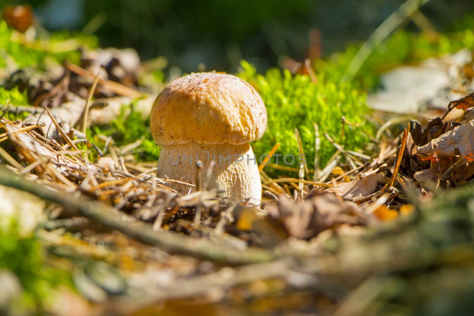Small cep mushroom grow in sun rays forest moss. Boletus growing in sunny wood. Beautiful edible autumn raw bolete