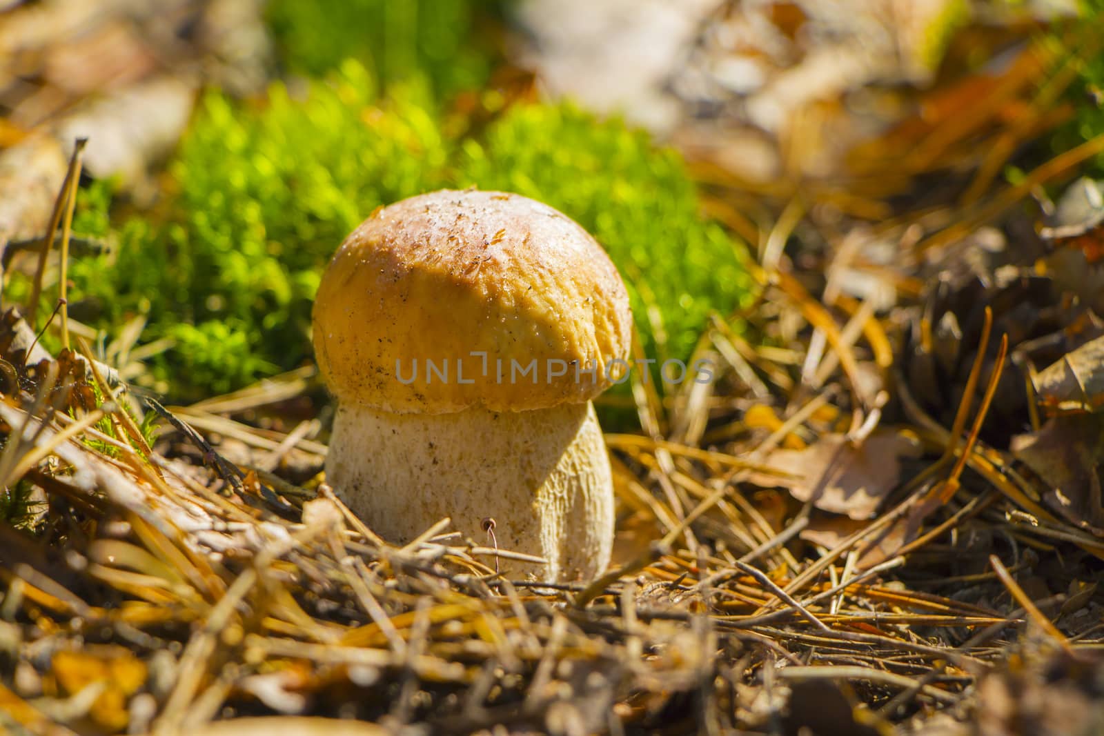 Small cep mushroom growing in sun rays forest moss. Boletus grow in sunny wood. Beautiful edible autumn raw bolete