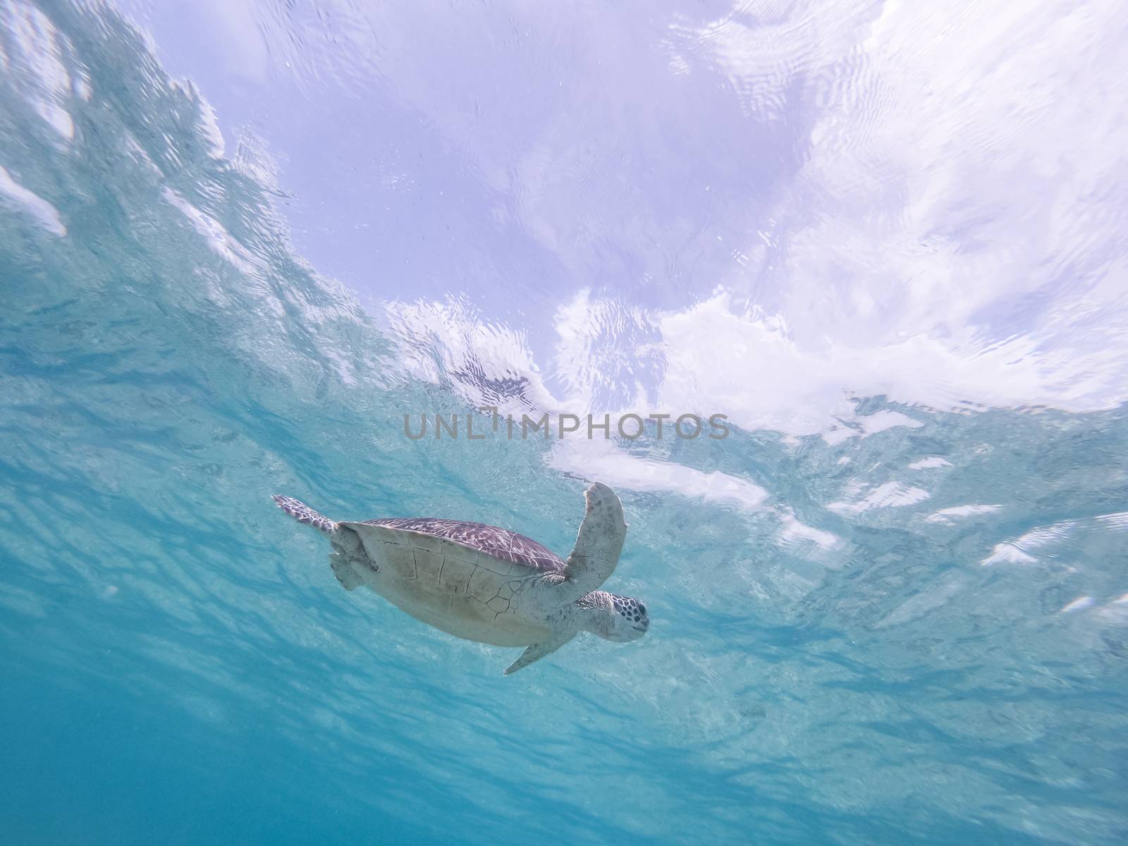 Sea turtle swimming freely in the blue ocean. Hawksbill sea turtle, Eretmochelys imbricata is endangered species.