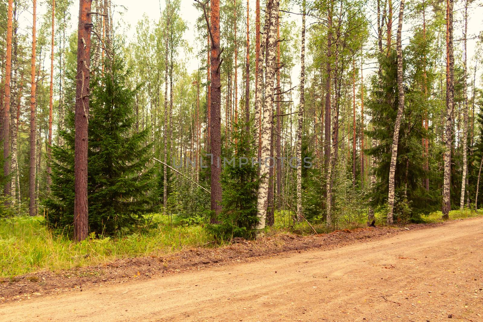 Beautiful mixed forest on a summer day by galsand