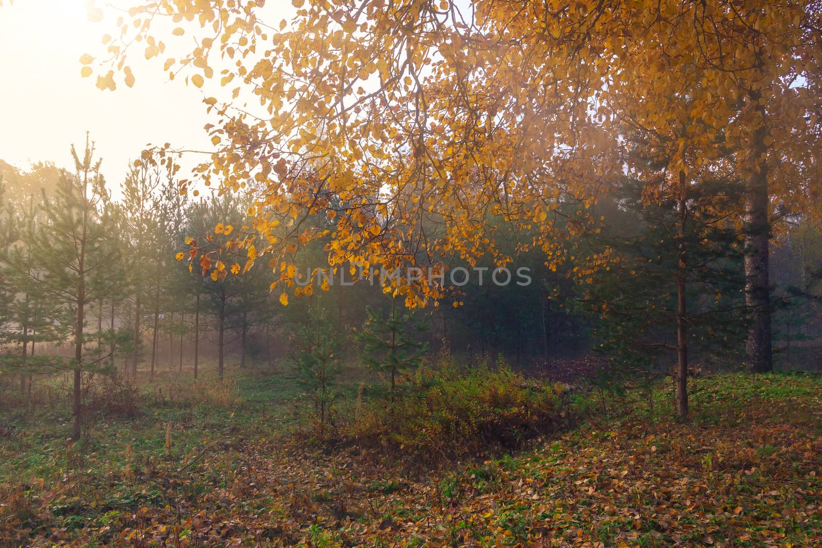 Fog in the autumn forest at sunrise, autumn background.