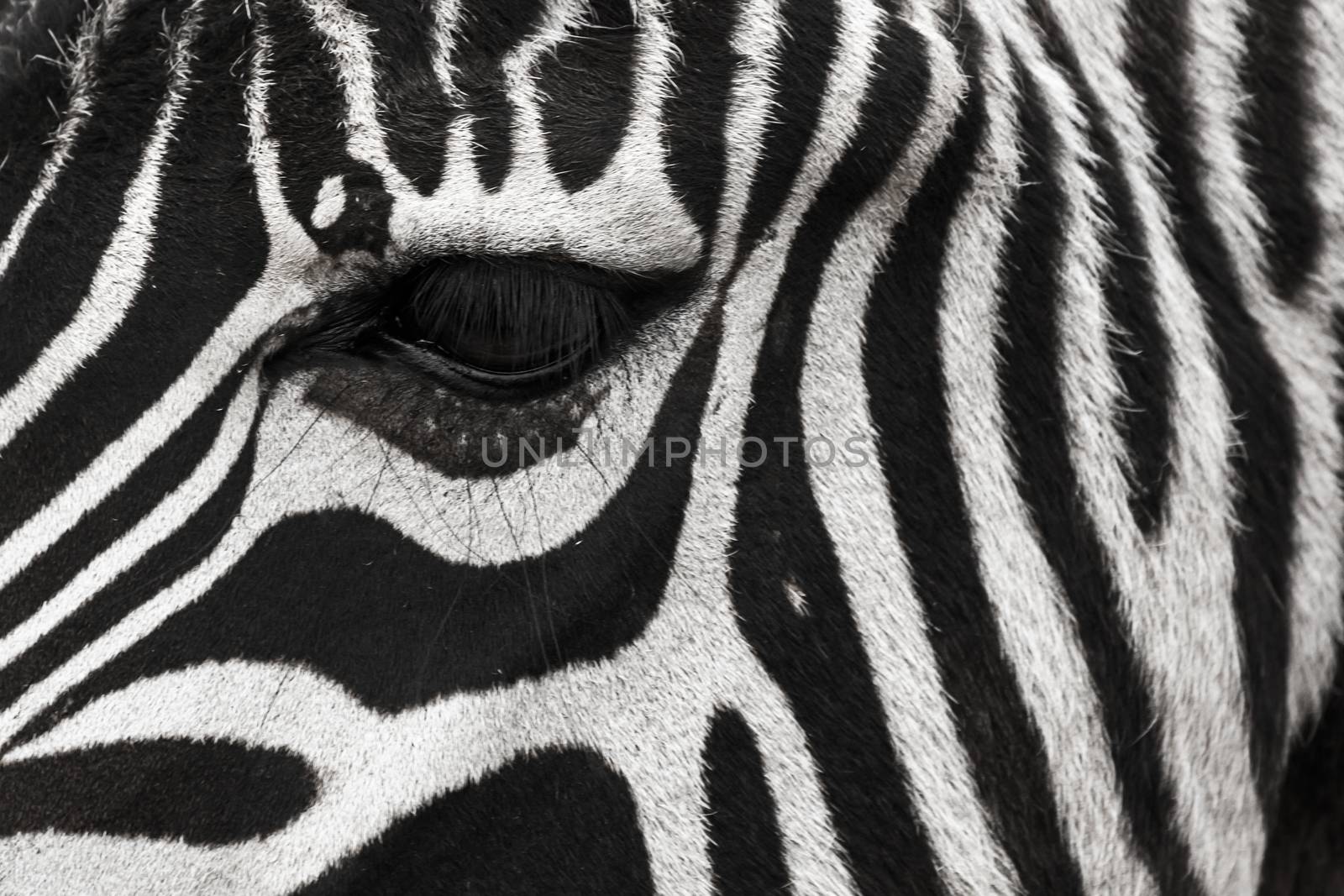 A zebra face up close. Makes a nice background.