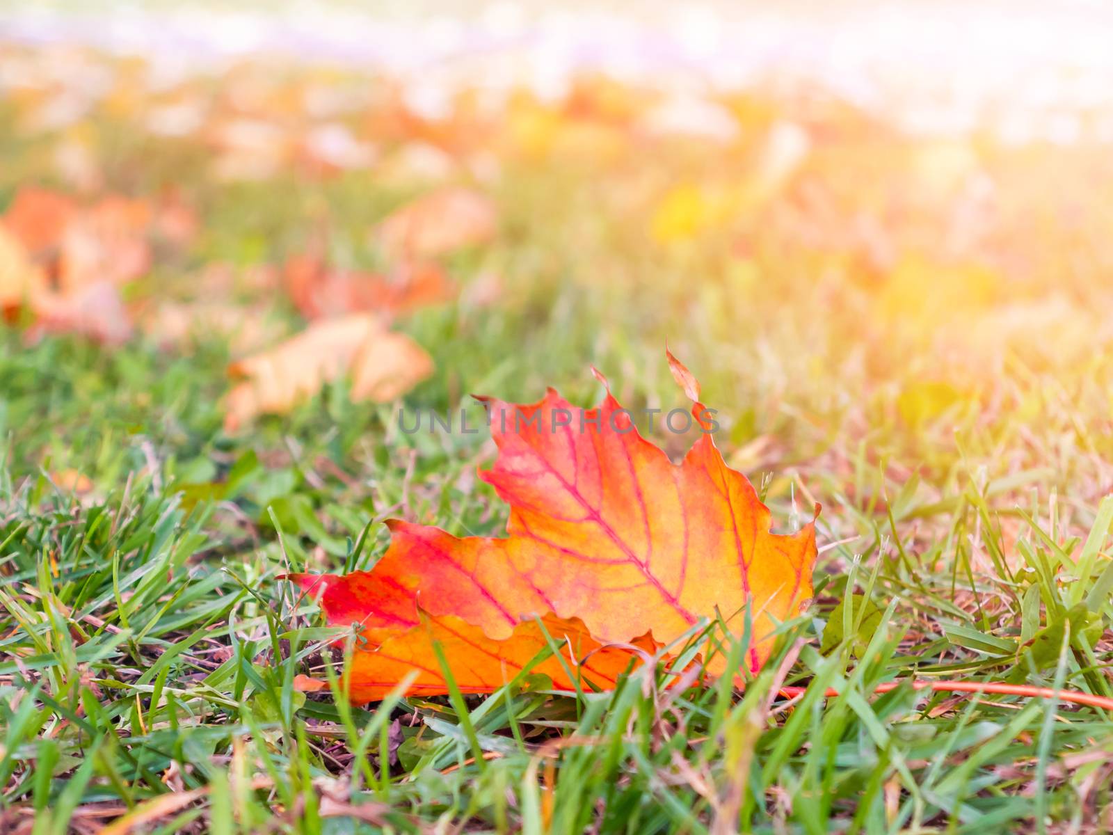 Orange autumn leaf on green grass close up. Autumn background by galsand