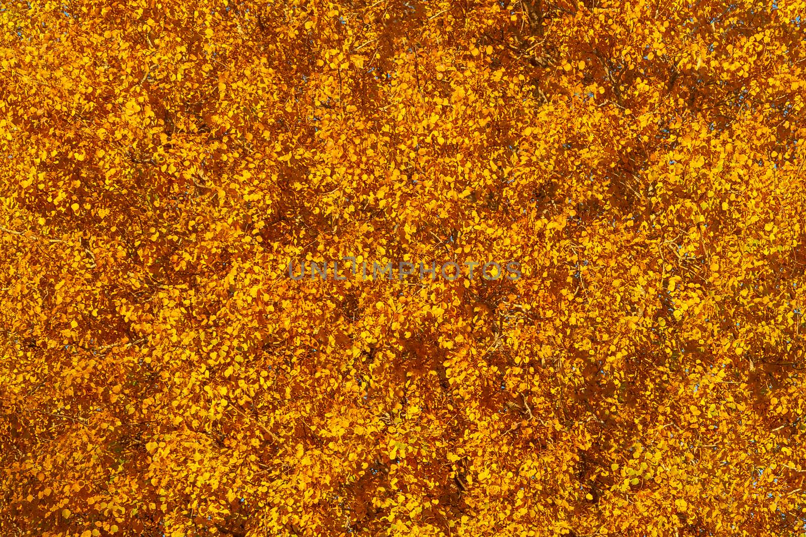 Autumn background - yellow-orange crown of tree, texture by galsand