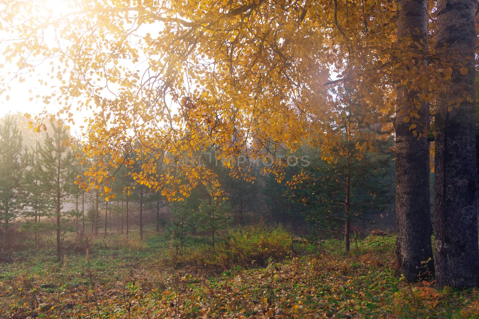 Fog in the autumn forest at sunrise, autumn background.