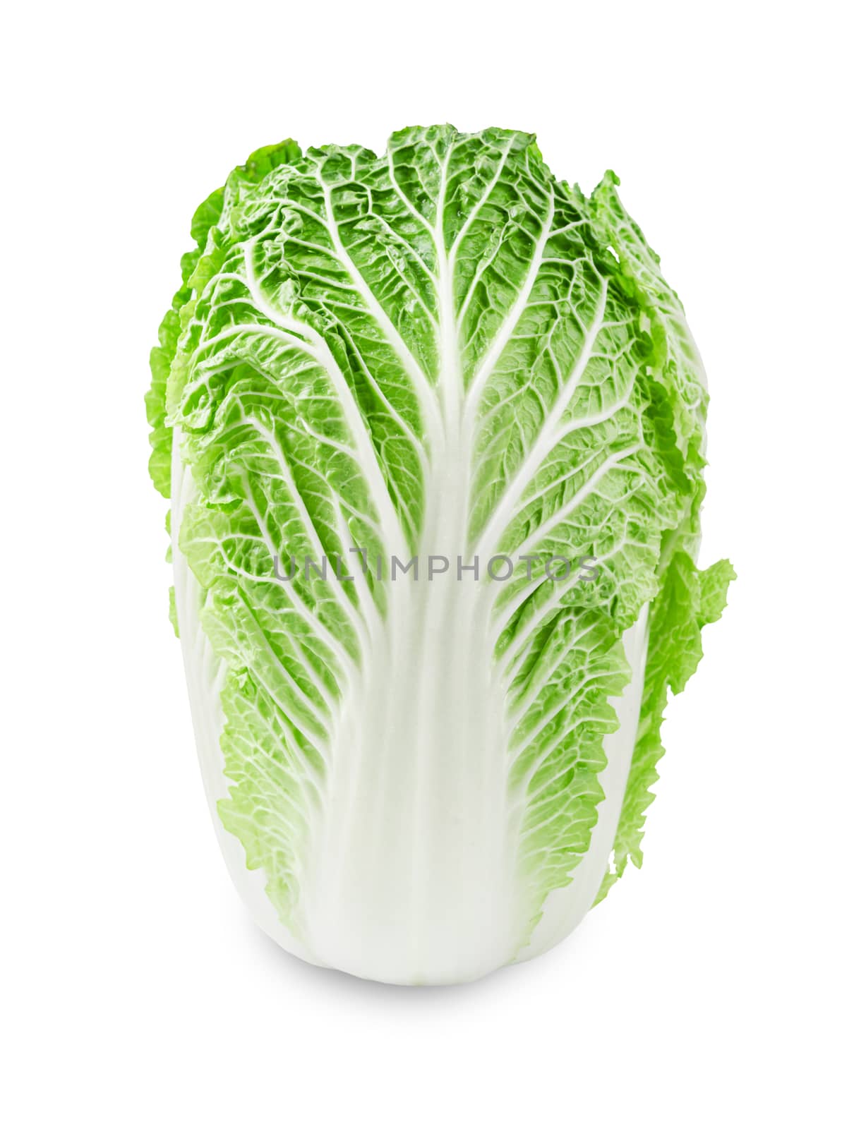 Fresh chinese cabbage on a white background, Save clipping path.