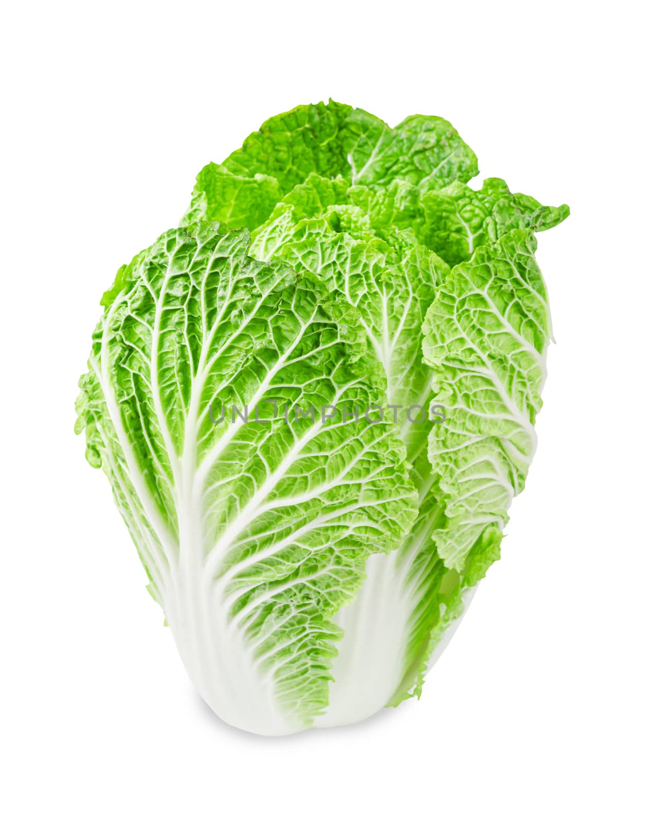 Fresh chinese cabbage on a white background. by Gamjai