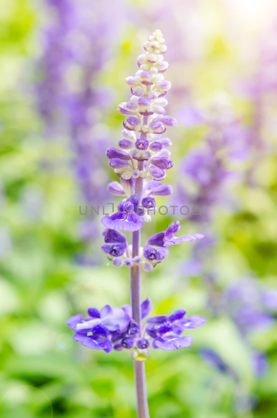 Lavender field. by Gamjai