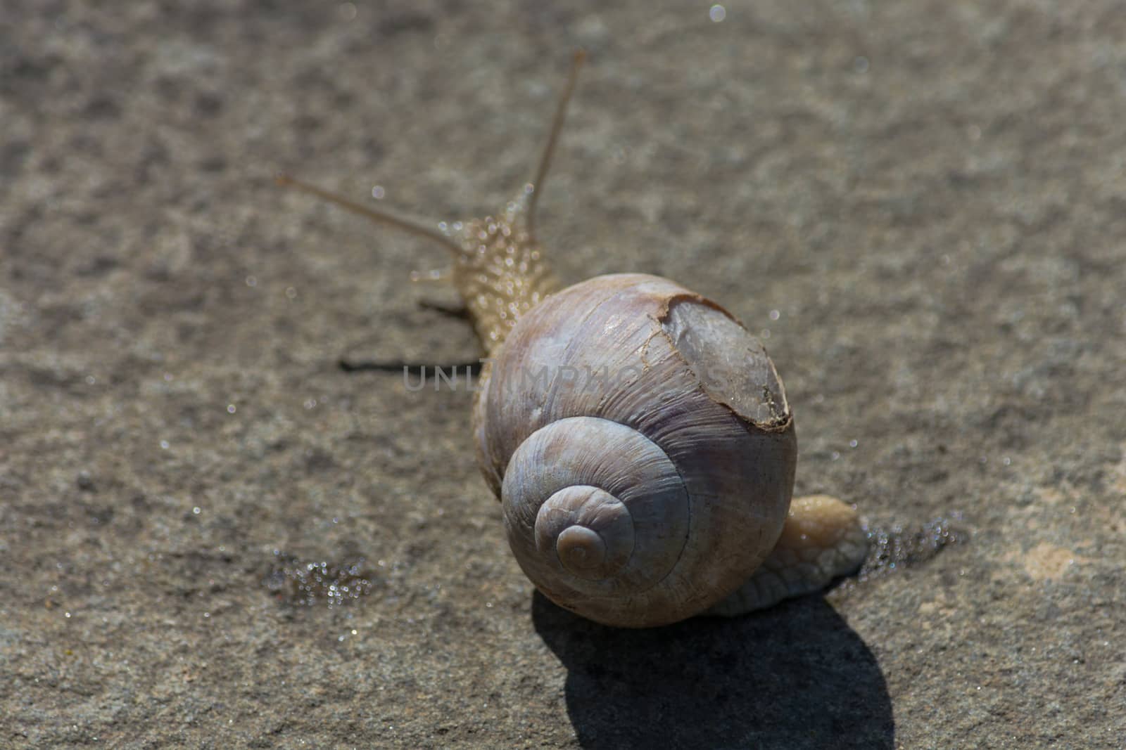 Roman snail - Helix pomatia. Helix pomatia, common names of the Romans, Burgundians, slug with injured casings