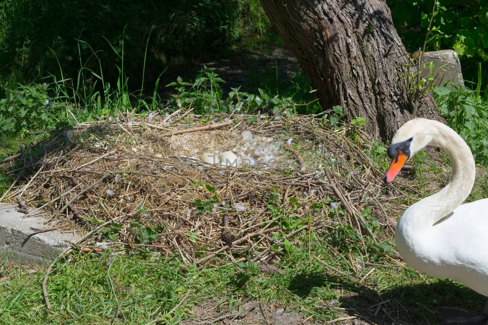 Swan's Nest in Heiligenhaus on Abtskuecher pond. Hump swan pair guarded the nest bird eggs.