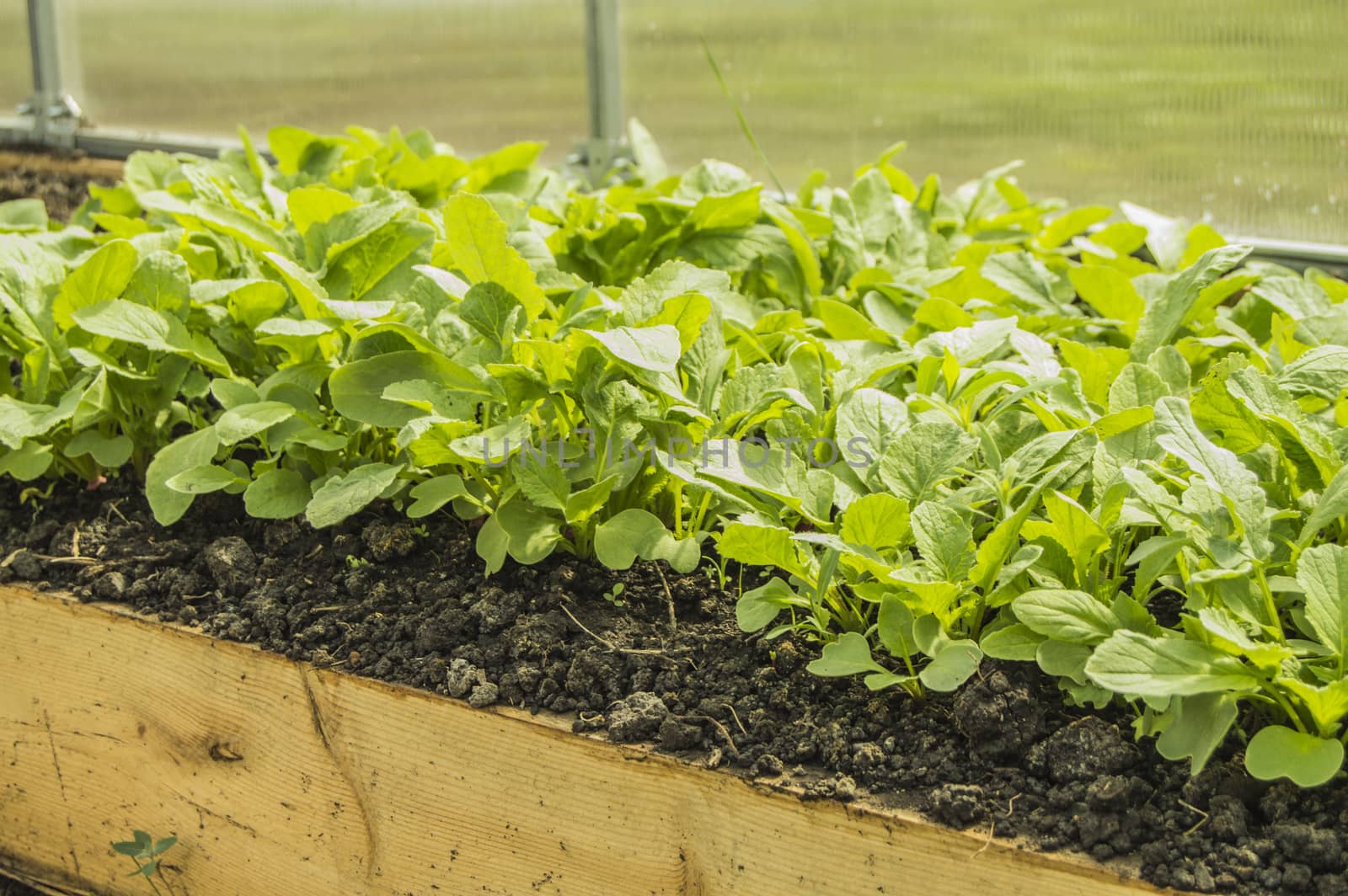 Young radish plants in the greenhouse, the concept of growing organic vegetables indoors all year round.