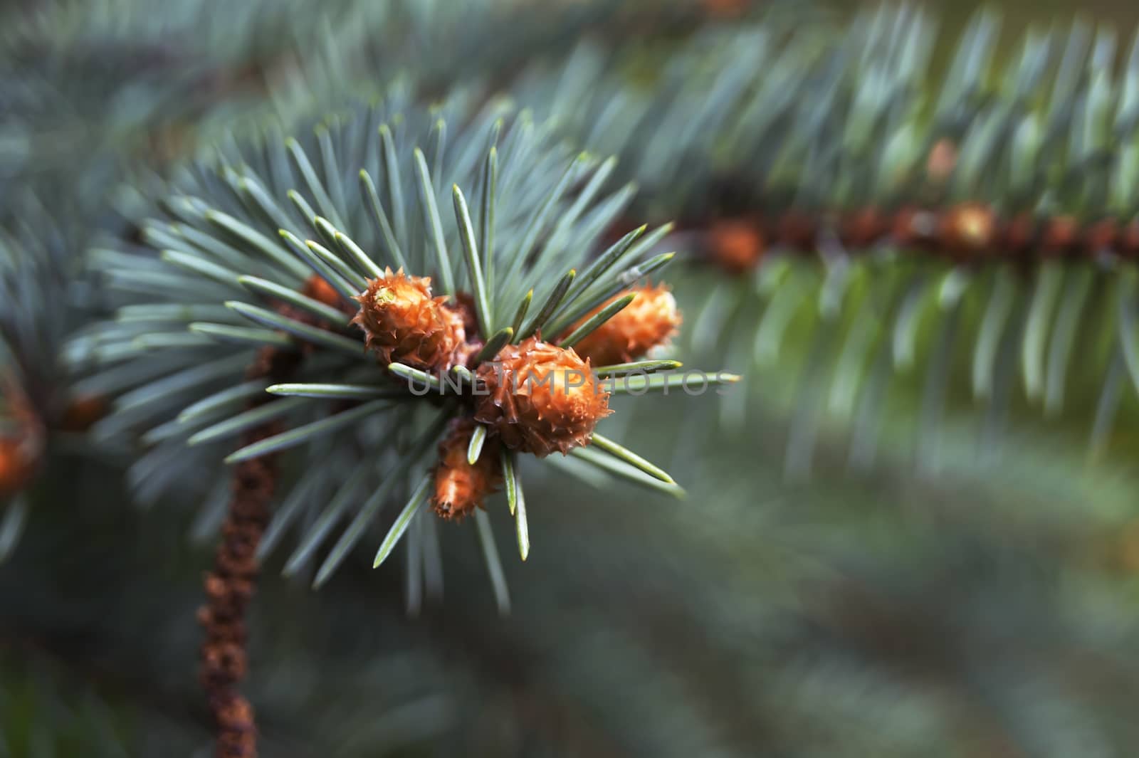 A branch of blue spruce, cones and needles