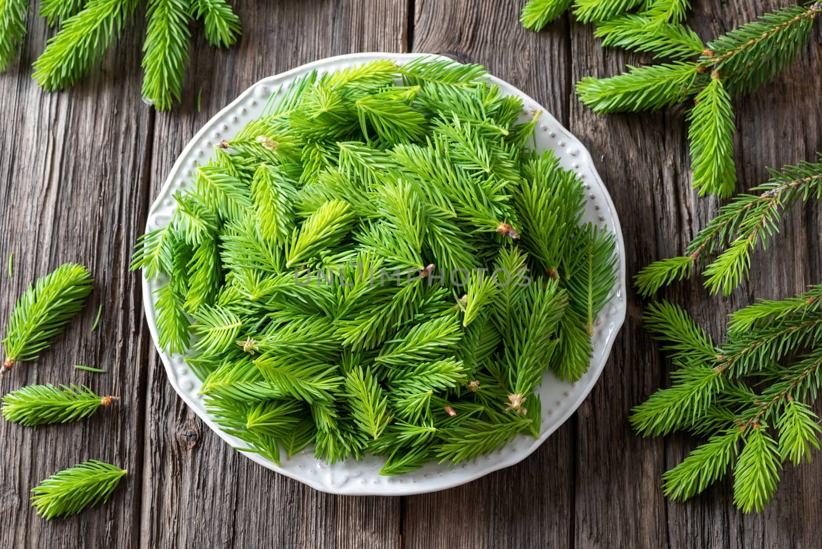 Young spruce tips collected on a plate to prepare homemade syrup, top view