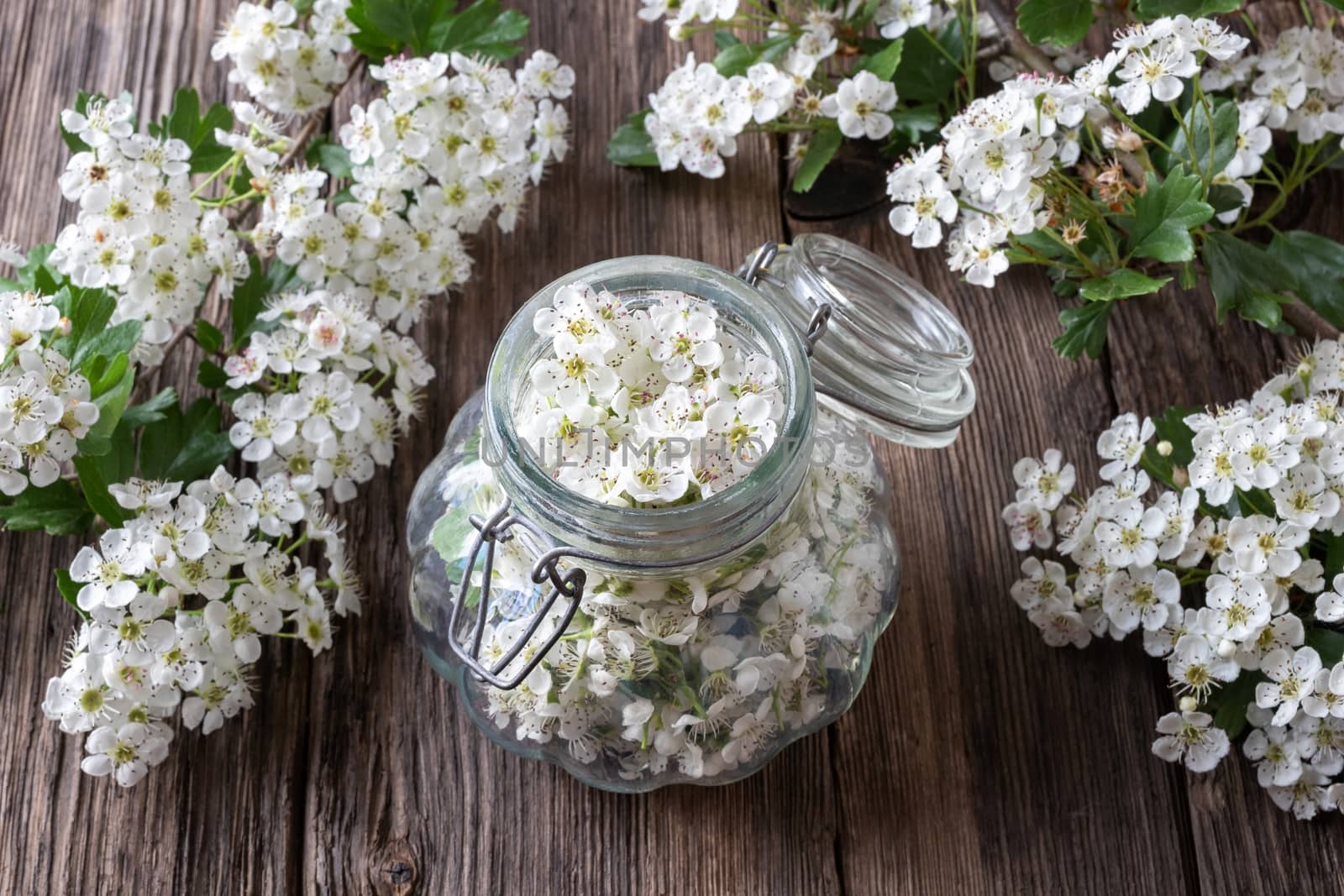 Preparation of tincture from fresh hawthorn flowers by madeleine_steinbach