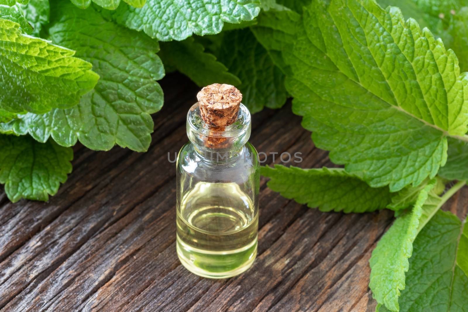 A bottle of essential oil with fresh melissa