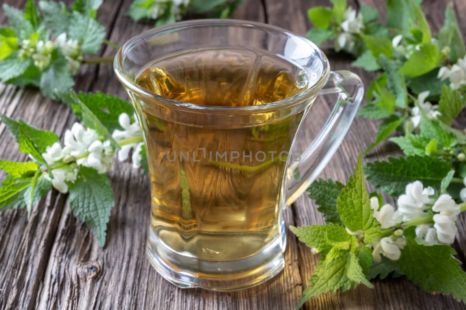 A cup of white dead-nettle tea with fresh plant by madeleine_steinbach