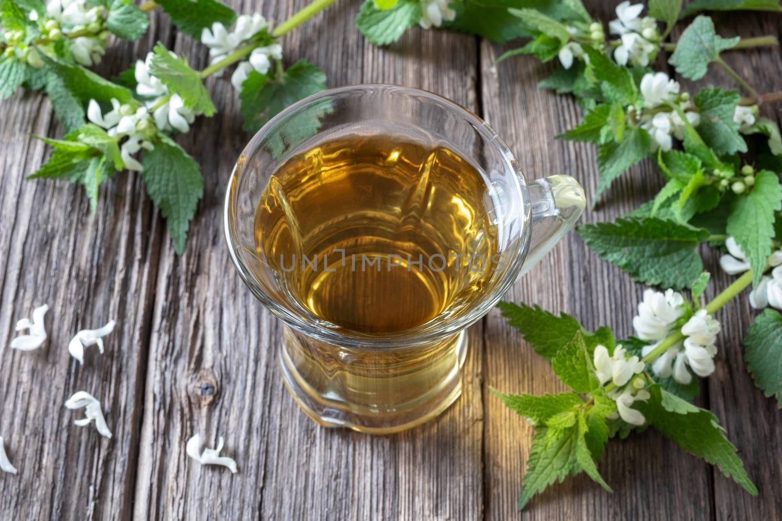 A cup of white dead-nettle tea with fresh dead-nettles by madeleine_steinbach