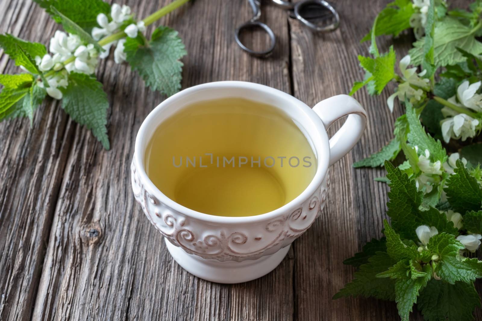 A cup of white dead-nettle tea with fresh plant by madeleine_steinbach