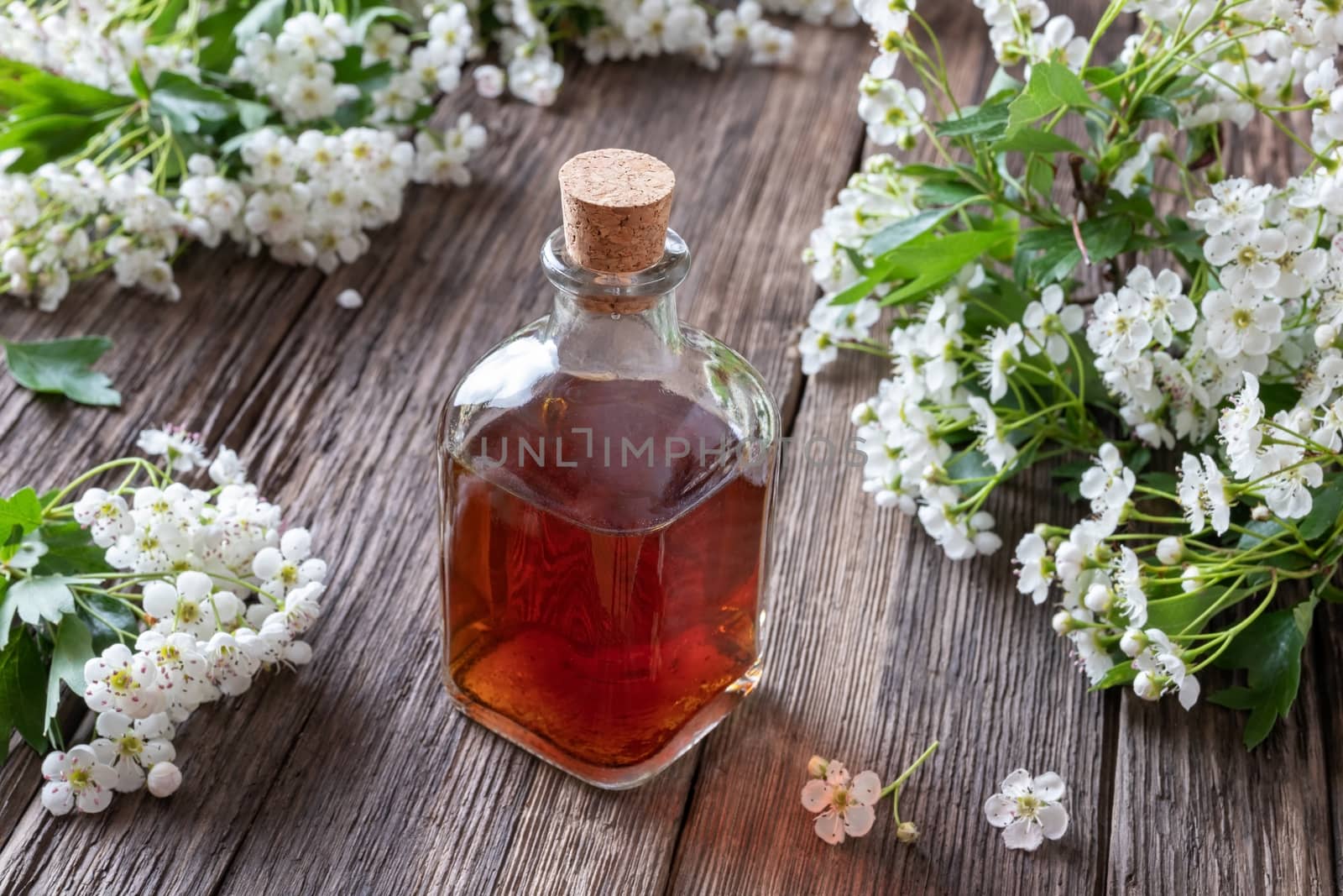 A bottle of herbal tincture with blooming hawthorn branches