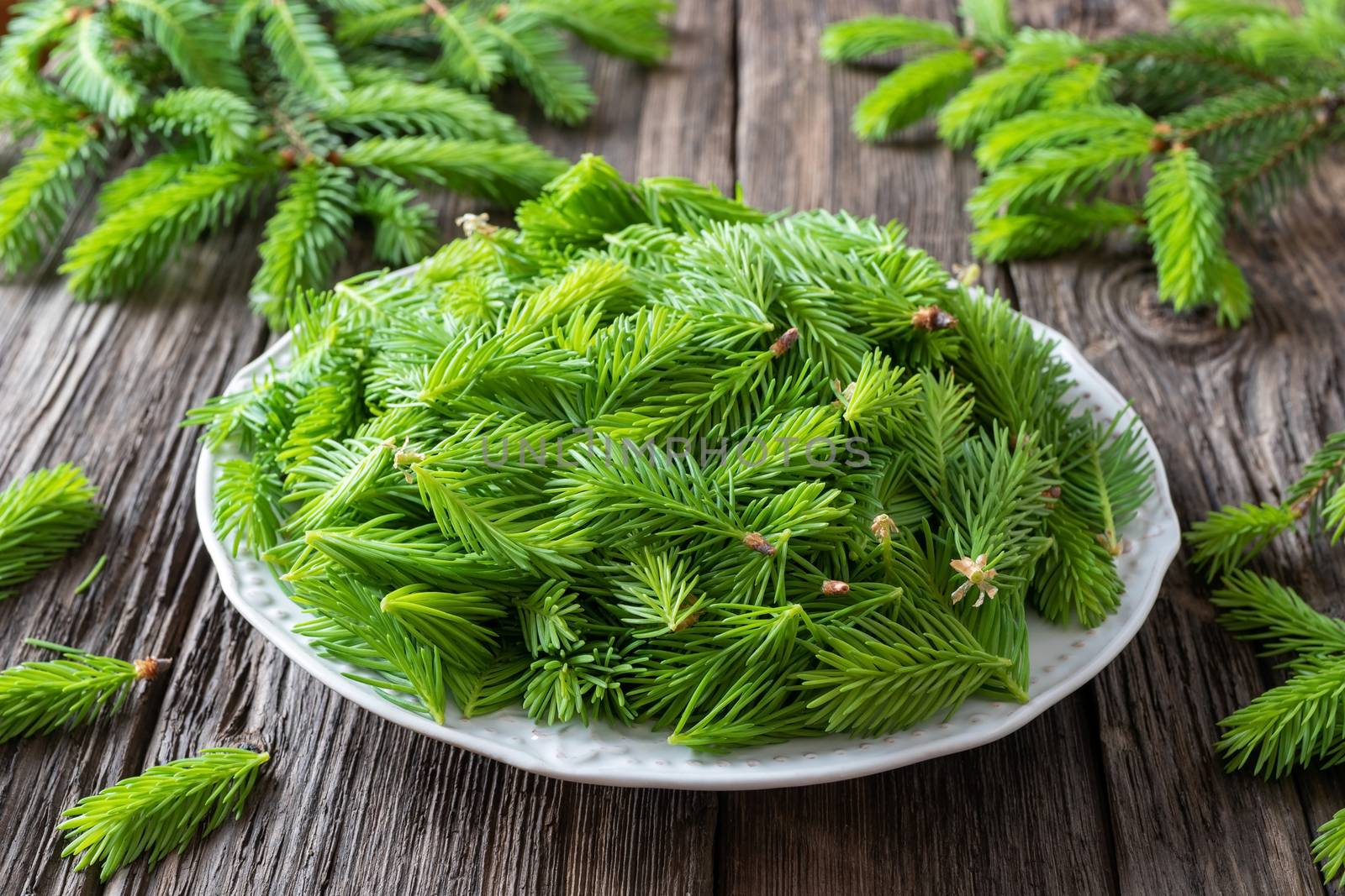 Spruce tips collected on a plate to prepare homemade herbal syrup